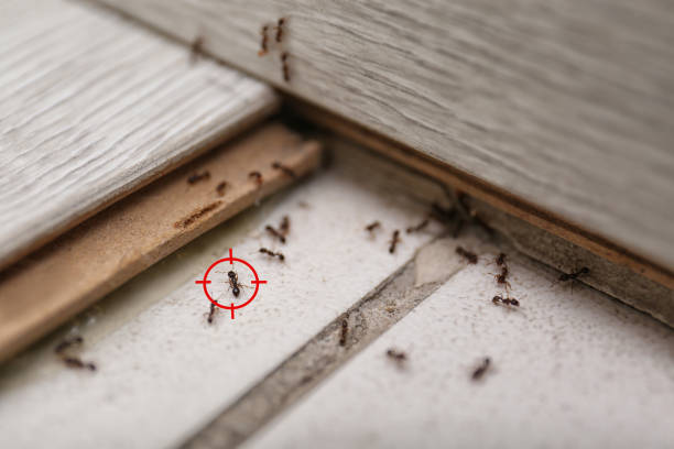 Spider Control Near Me in Four Square Mile, CO