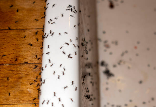 Trusted Four Square Mile, CO Pest Control Experts