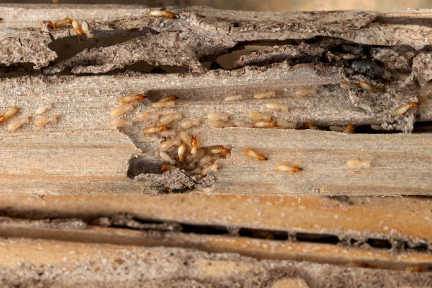 Best Wildlife Control Services  in Four Square Mile, CO